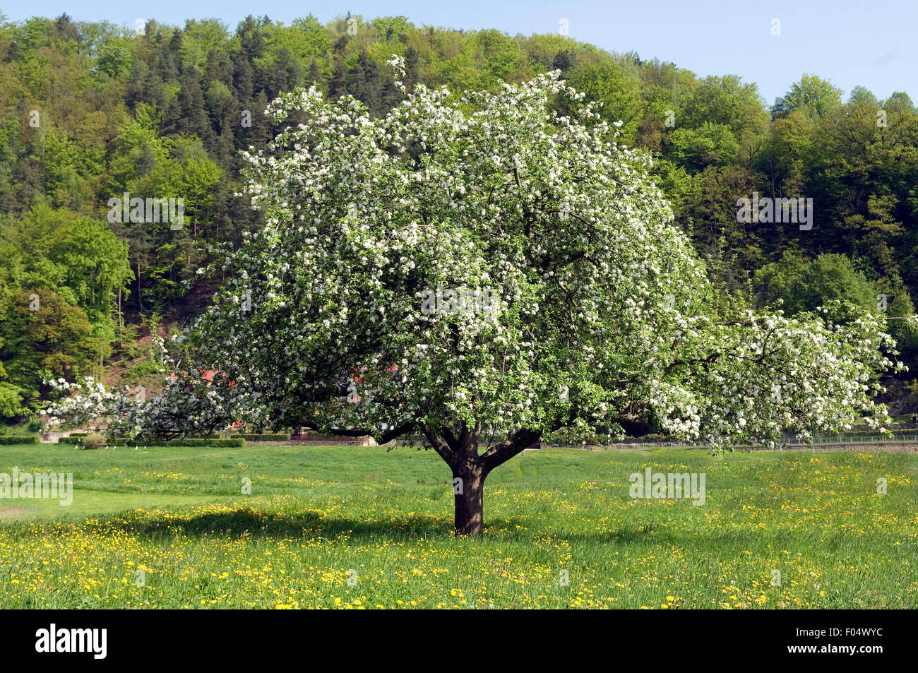 Apfelbluete, Malus, domestica, Stock Photo