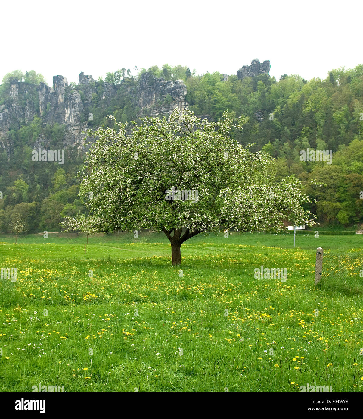 Apfelbluete, Malus, domestica, Stock Photo