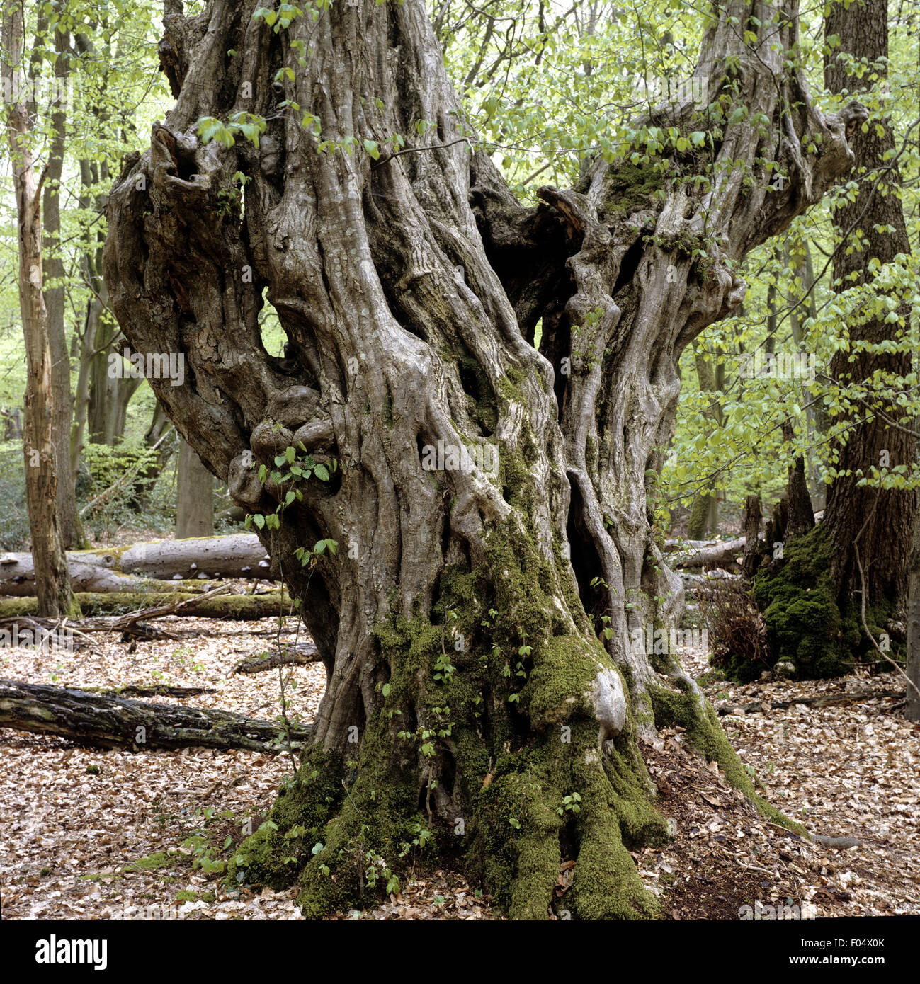 Giant hardwood trees hi-res stock photography and images - Alamy