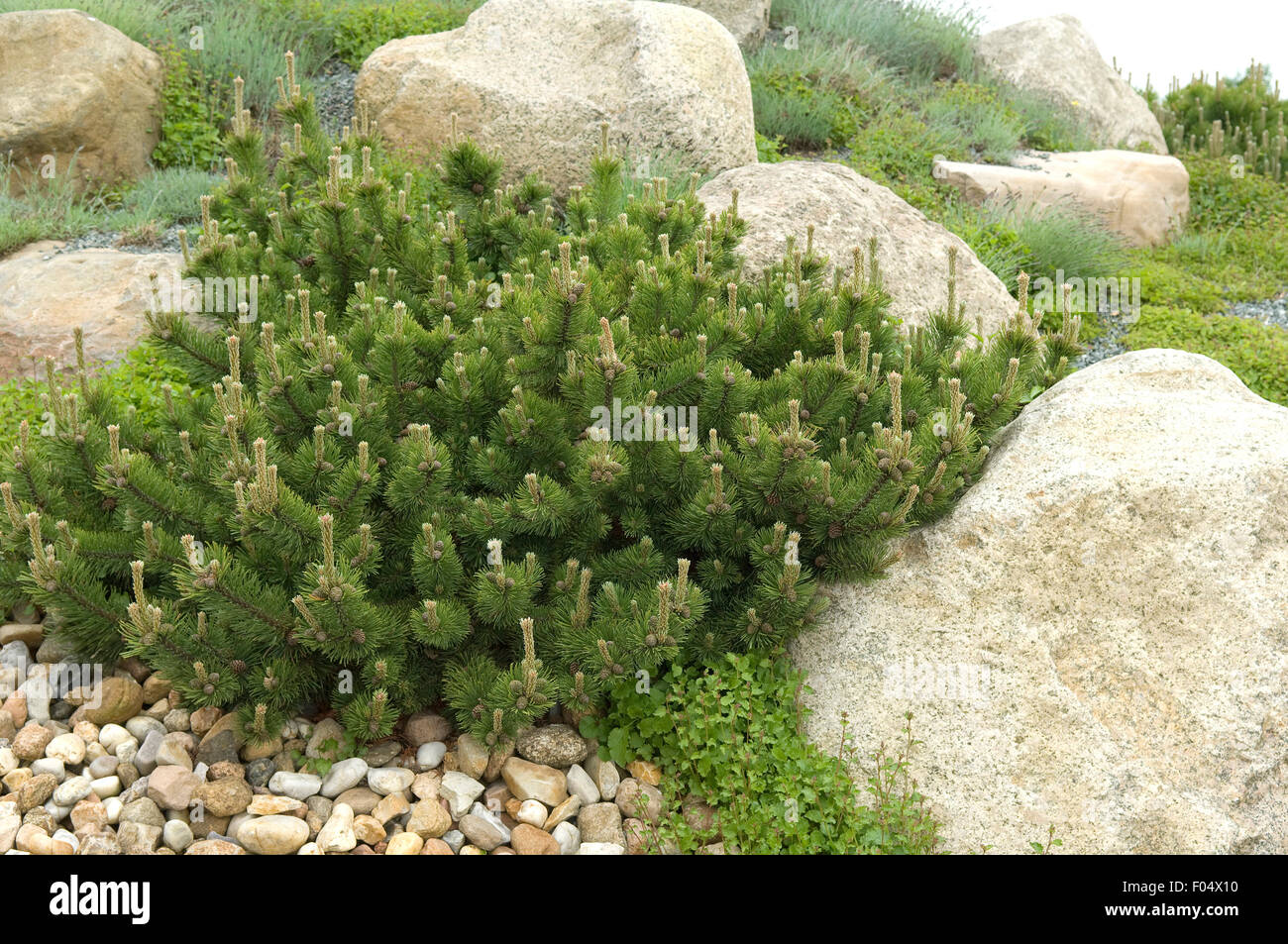 Bergkiefer, Kiefer, Pinus mugo, Stock Photo