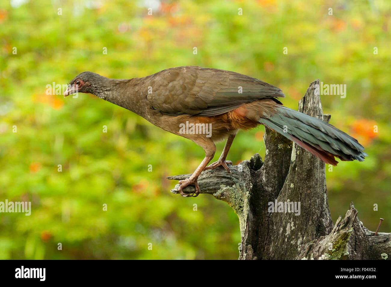 Penelope ochrogaster, Chestnut-bellied Guan, Araras Lodge, Pantanal ...