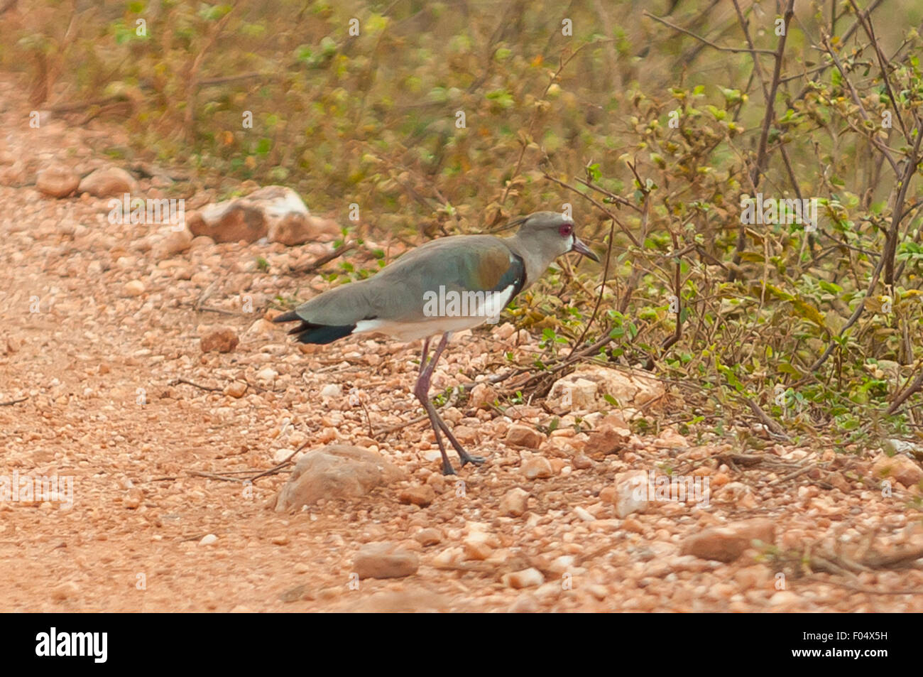 Vanellus chilensis, Southern Lapwing, Araras Lodge, Pantanal, Brazil Stock Photo