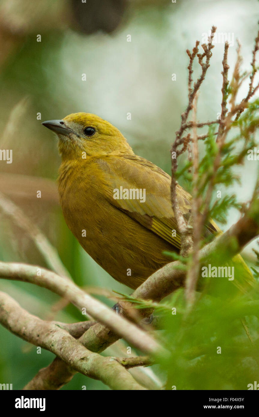 Thraupis palmarum, Palm Tanager, Araras Lodge, Pantanal, Brazil Stock Photo