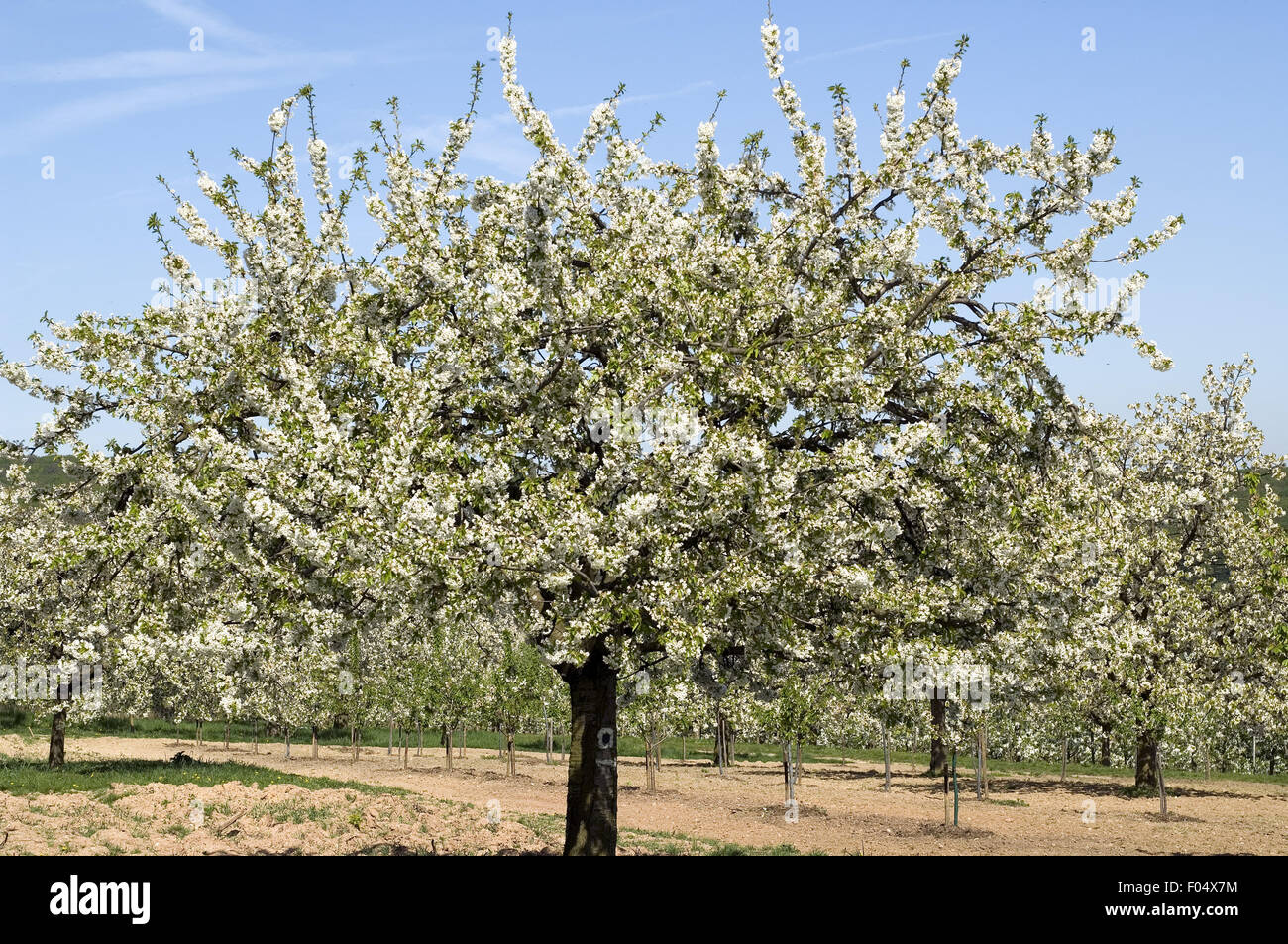 Bluehende Kirschbaum, Stock Photo