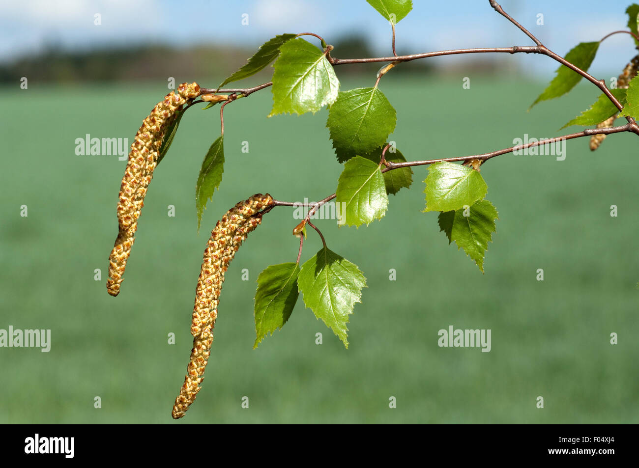 Birkenkaetzchen; Stock Photo