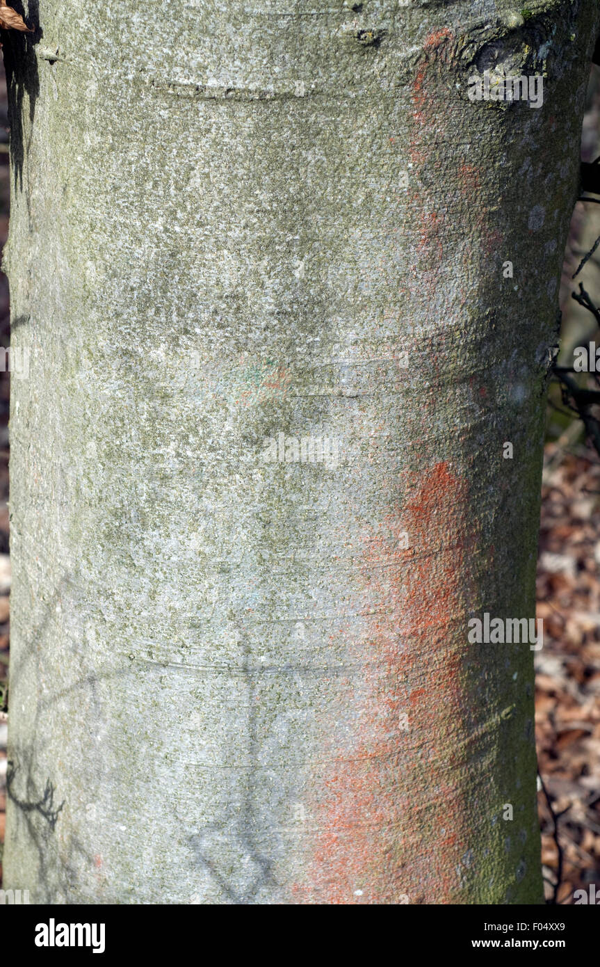 Buche, Stamm, Rinde, bark, trunks Stock Photo