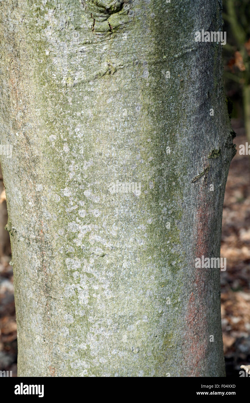 Buche, Stamm, Rinde, bark, trunks Stock Photo
