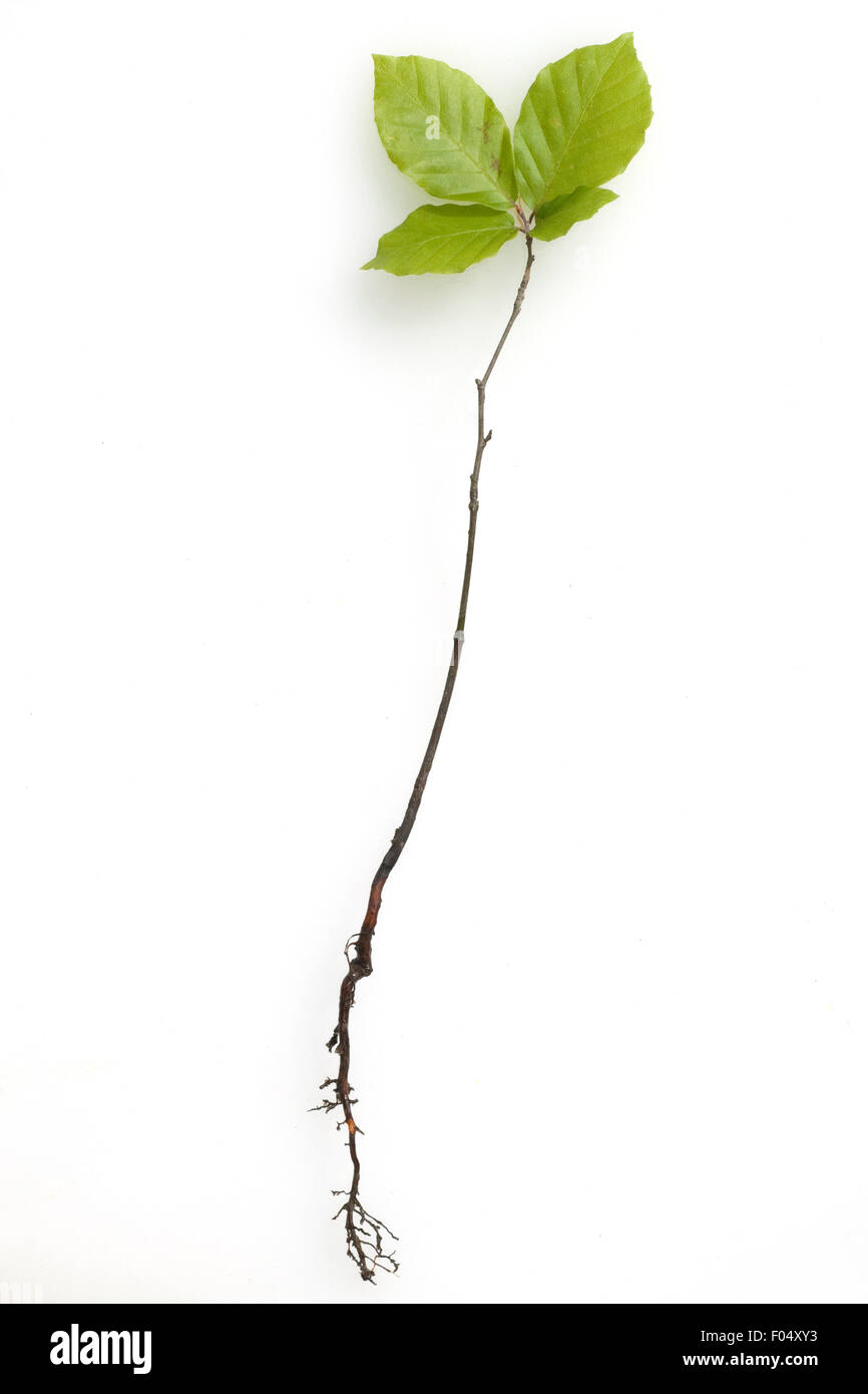 Jungpflanze, Buche Stock Photo
