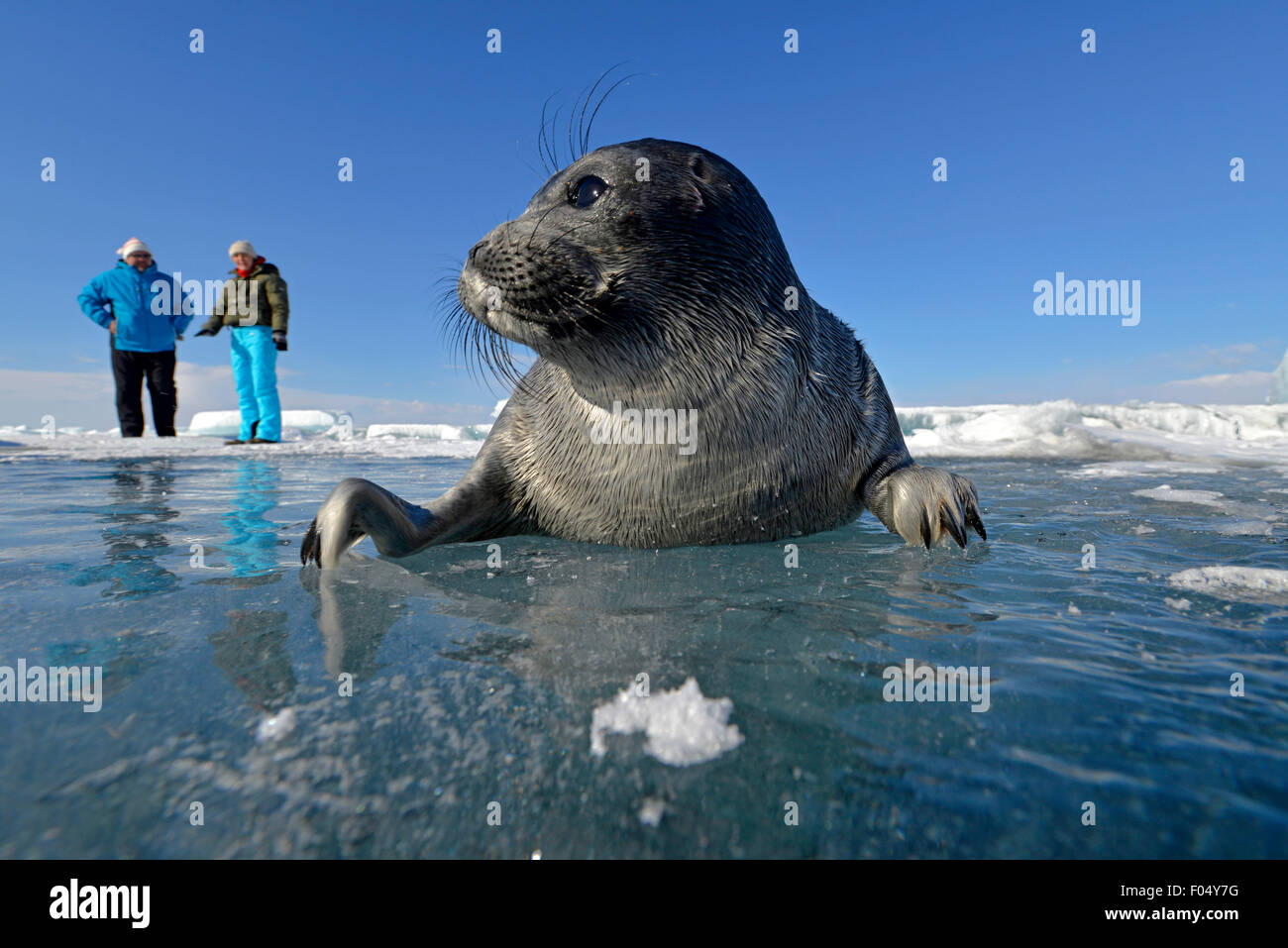 Pusa sibirica offspring hires stock photography and images Alamy