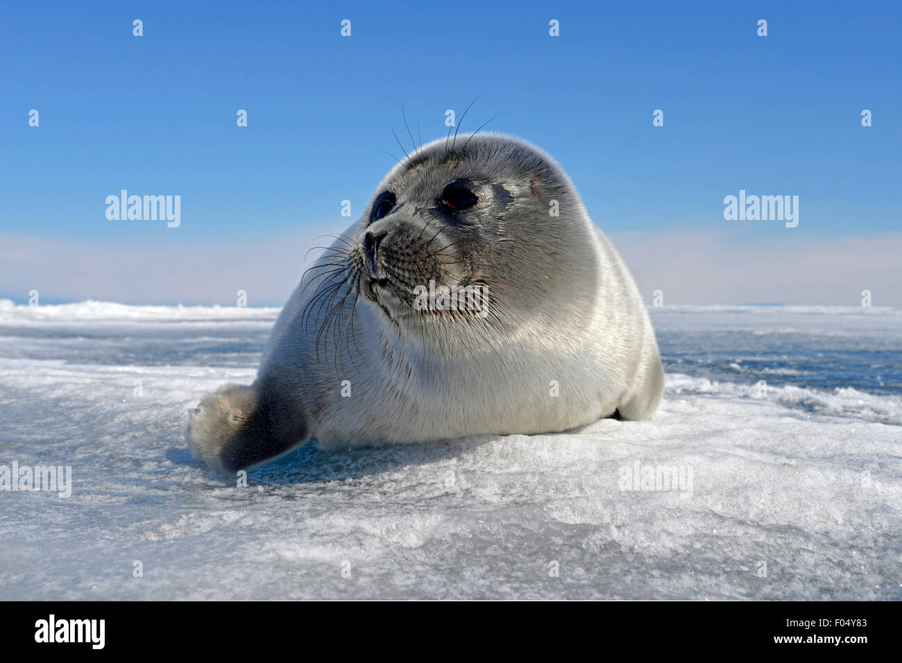 Baikal seal (Pusa sibirica, Phoca sibirica), offspring, freshwater seal