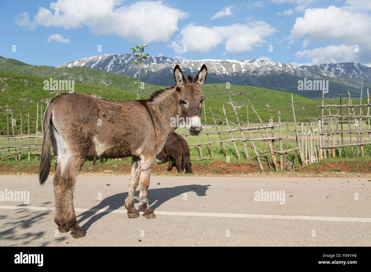 Donkey (Equus africanus asinus) with forelegs tied up, mountains at Lake Prespa, Northern Albania, Albania Stock Photo