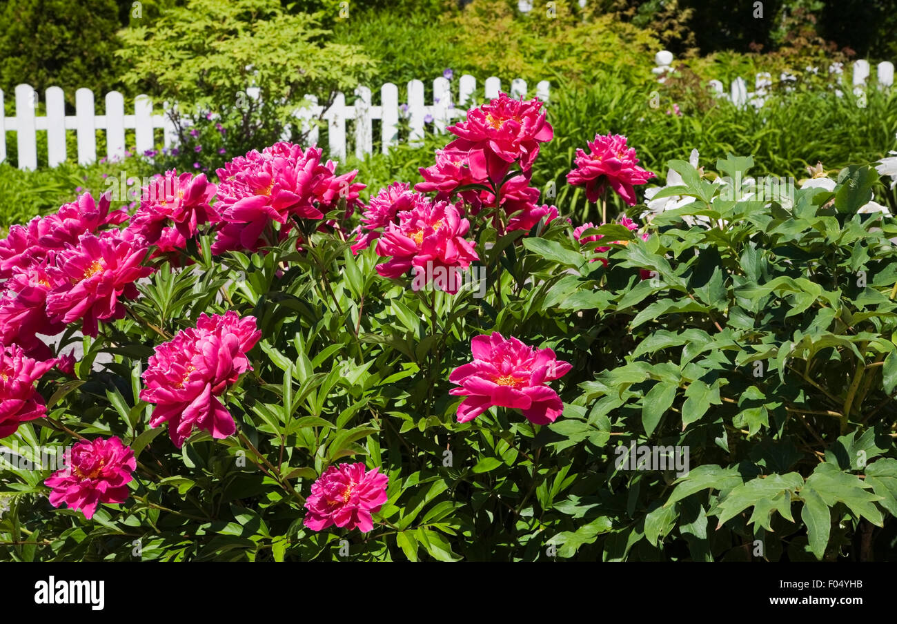 Pink Peony flowers (Paeonia sp.) and white wooden picket fence in front yard country garden, Quebec, Canada Stock Photo