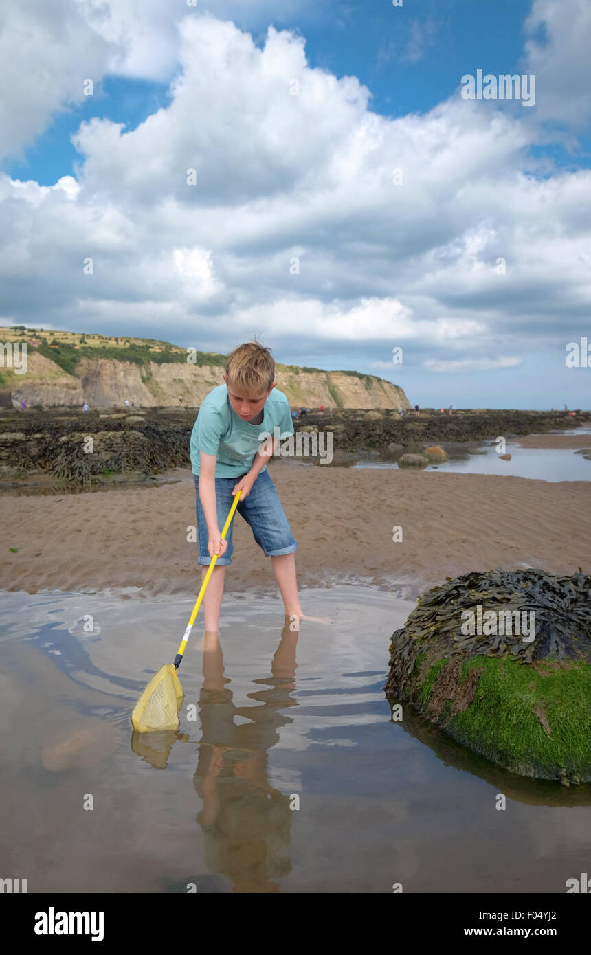 A child with a fishing net looking for fish in a rock pool at Robin Hood's Bay beach in Yorkshire, UK Stock Photo