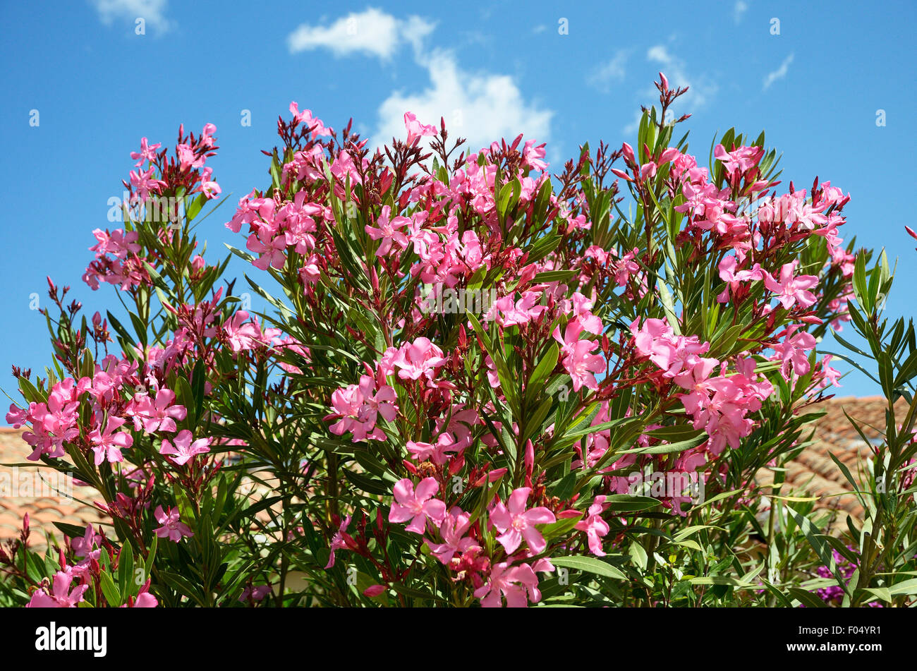 Sardinia, Italy: flowers of Oleander ( Nerium oleander) Stock Photo