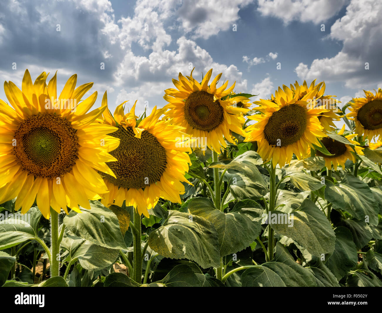 Sunflowers in a field in Tuscany, Italy Stock Photo - Alamy