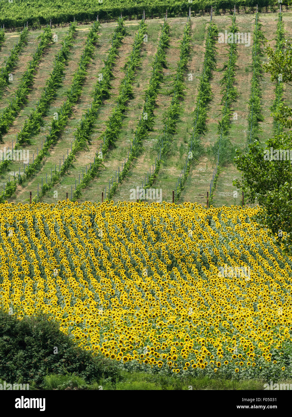 Fields with grape and sunflowers in Tuscany, Italy Stock Photo