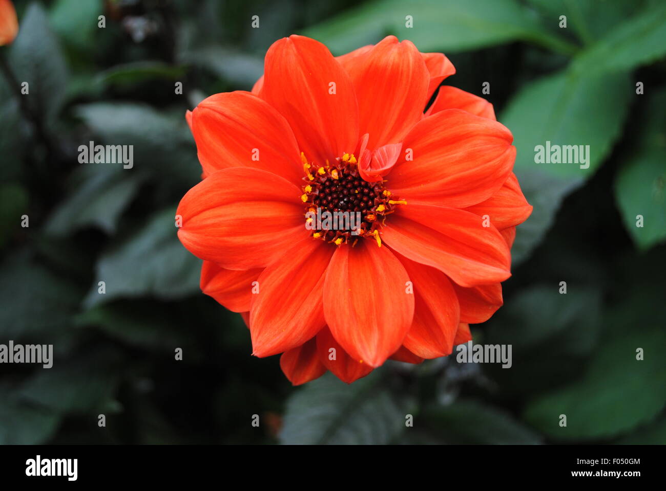 Dahlia blooms hi-res stock photography and images - Alamy