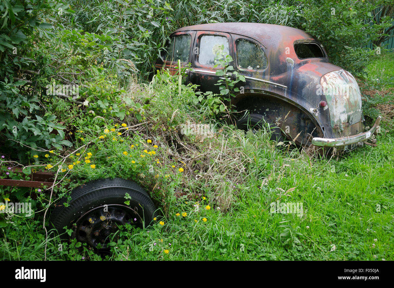 Derelict Austin A40 car in bushes, near Eketahuna, Wairarapa, North