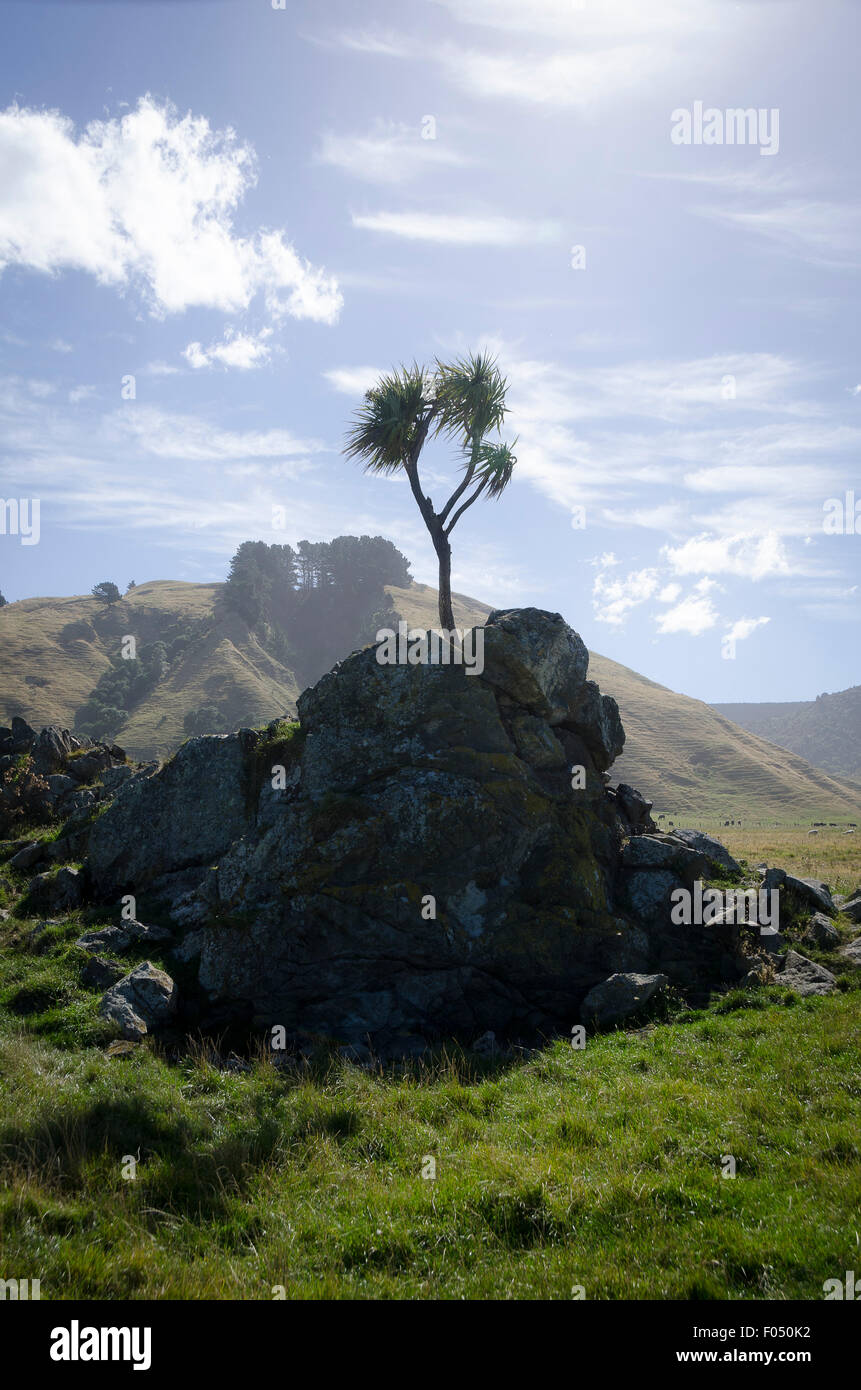 Cabbage tree growing on a rock, Glenburn, Wairarapa, North Island, New