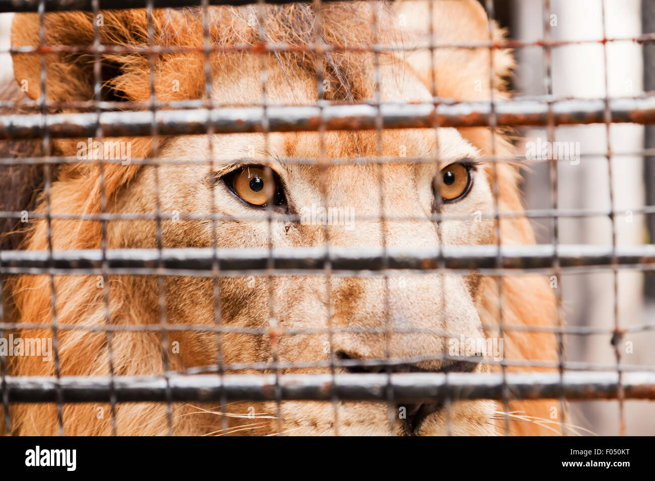 Lion in a cage Stock Photo