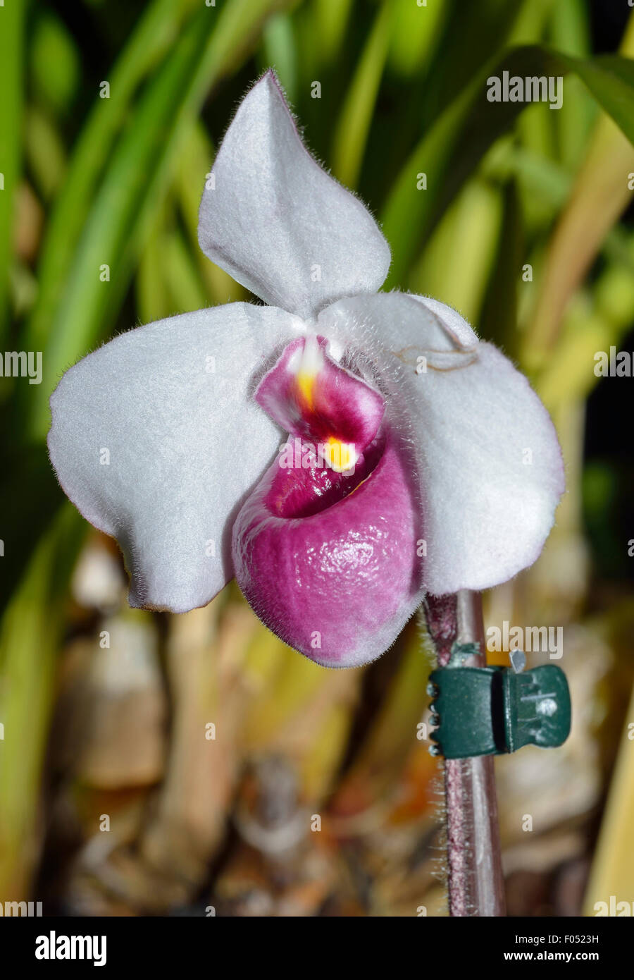 Delanat's Paphiopedilum Slipper Orchid - Paphiopedilum delenatii var. vinicola From Vietnam Stock Photo