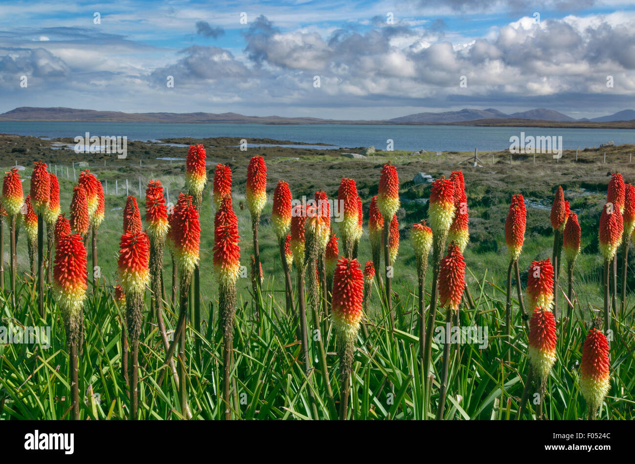 Red-hot Pokers growing in Crofters cottage garden at Bays Loch Berneray Hebrides Stock Photo