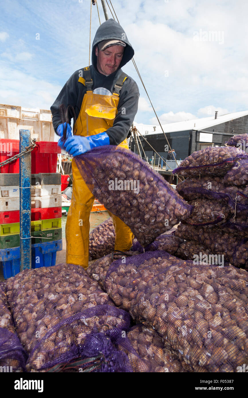 Whitstable Shellfish Fisheries worker handles bags of fresh whelk / landing freshly caught ...