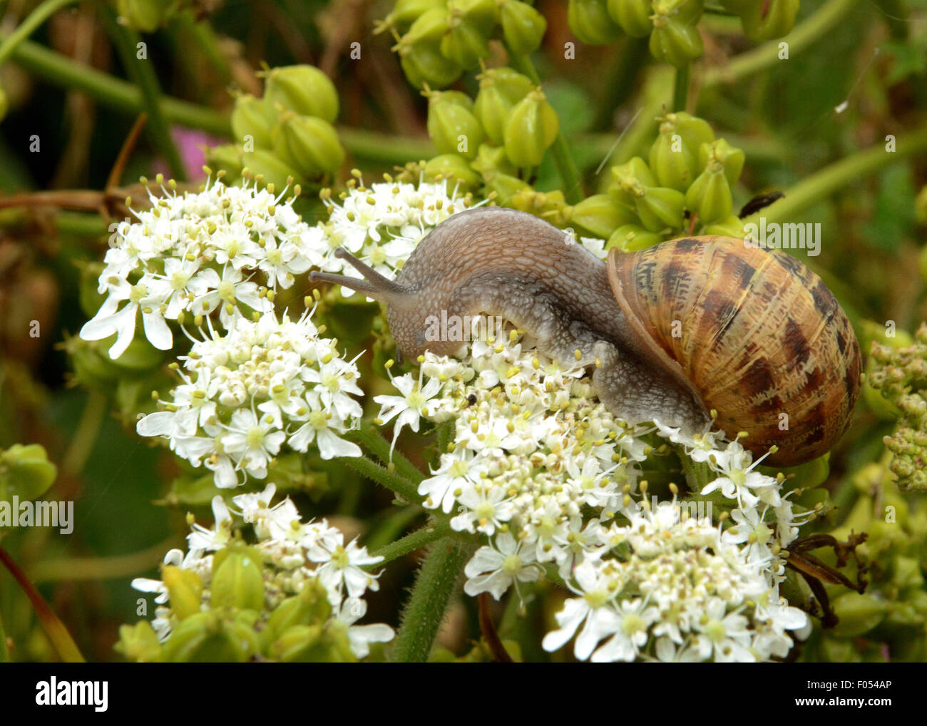 English Snail High Resolution Stock Photography and Images - Alamy