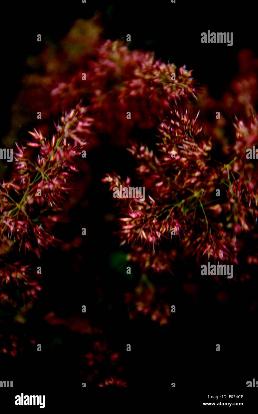 Photography of purple flowers hi-res stock photography and images - Alamy