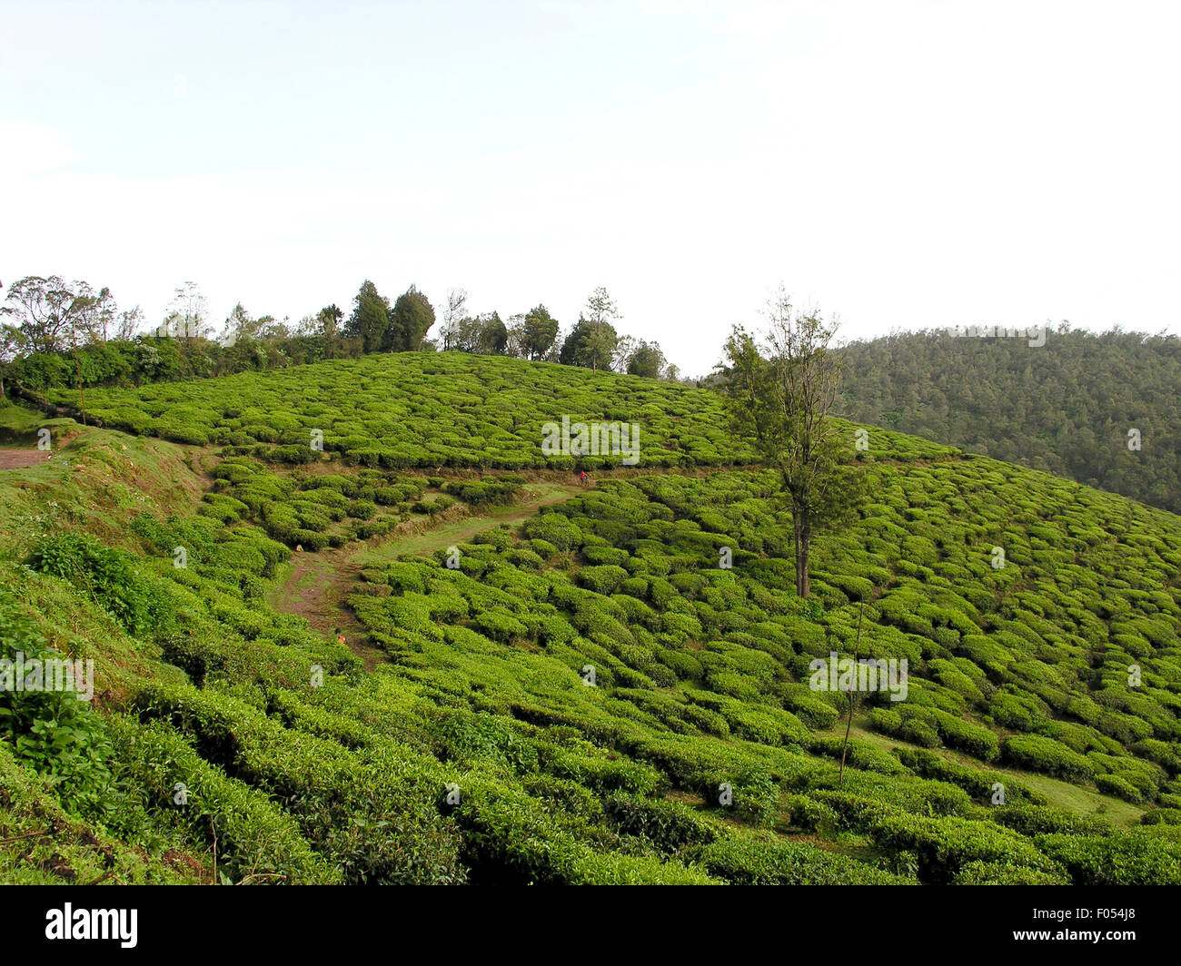 Beautiful tea estate landscape Stock Photo Alamy