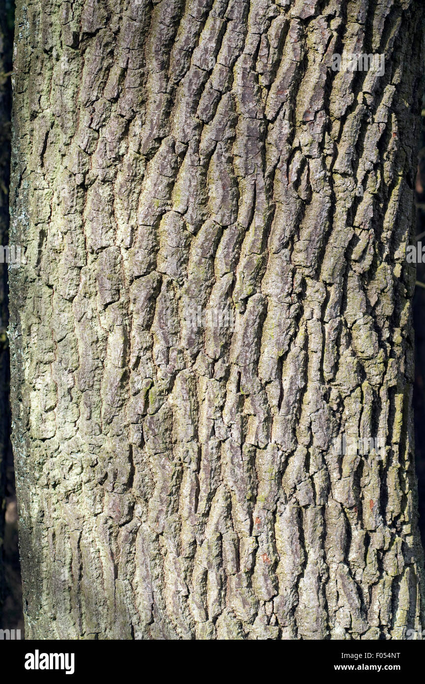 Eichenrinde, Stamm, Quercus; Robur Stock Photo