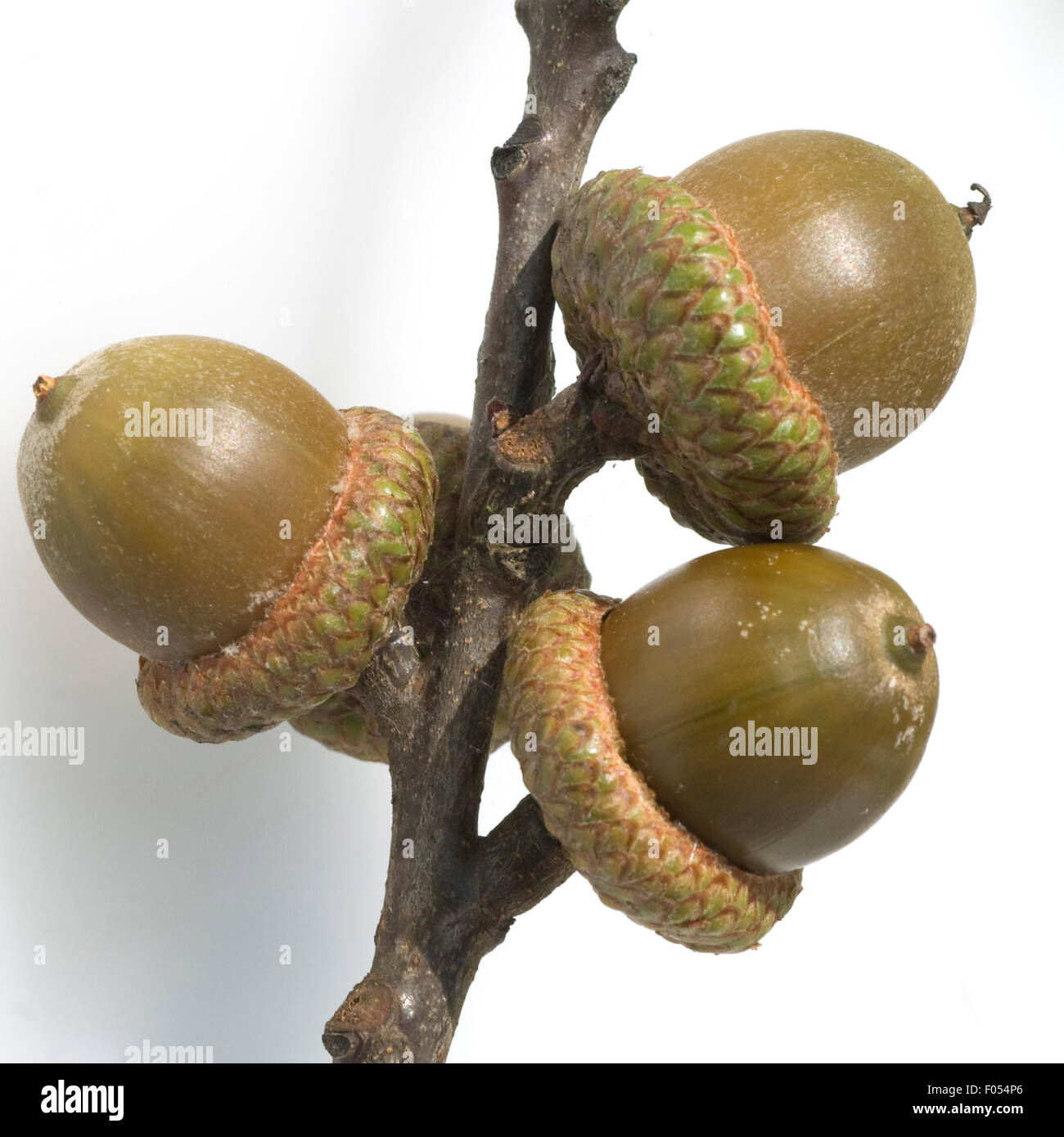Scharlacheiche, Quercus, coccinea, Stock Photo