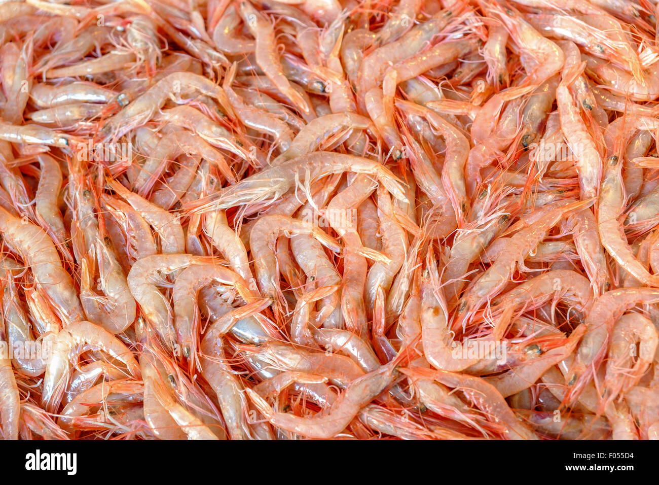shrimp prawn Caridea Natantia crustaceans seafood Stock Photo