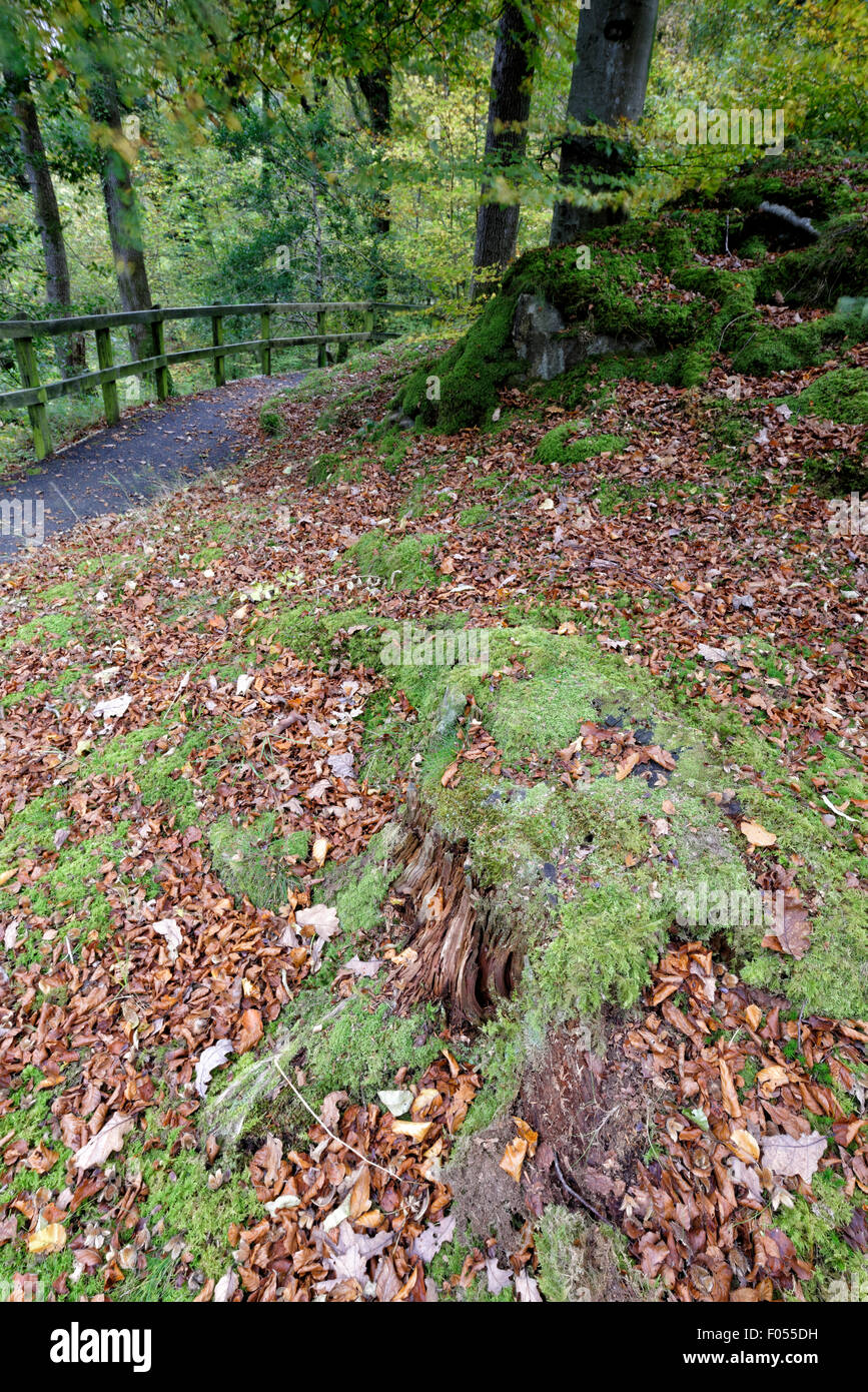 Moss covered logs and tree stumps in woodland near to Thirlmere in the Lake District National Park, Cumbria, England, UK Stock Photo