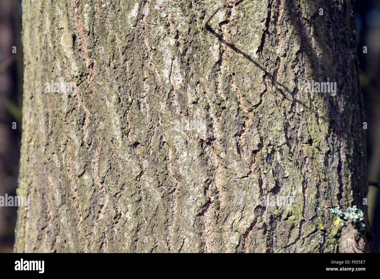 Eichenrinde, Stamm, Quercus; Robur Stock Photo