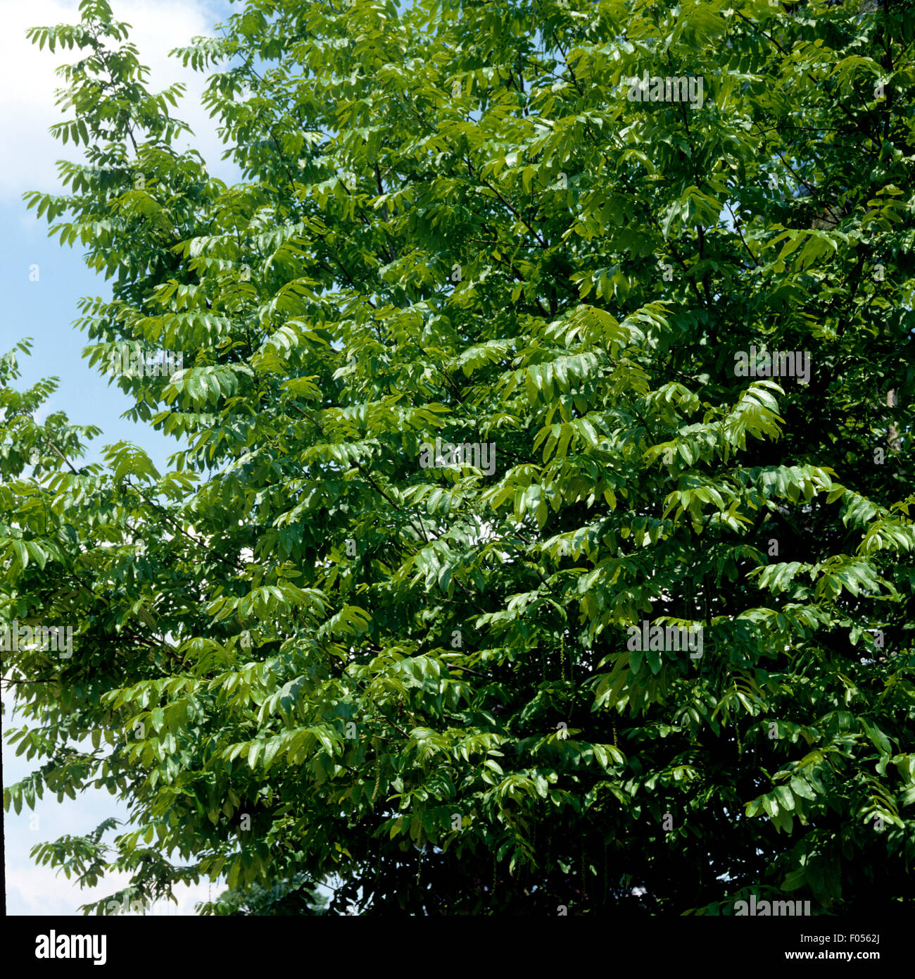 Eschenblaettrige Fluegelnuss; Pterocarya fraxinifolia Stock Photo