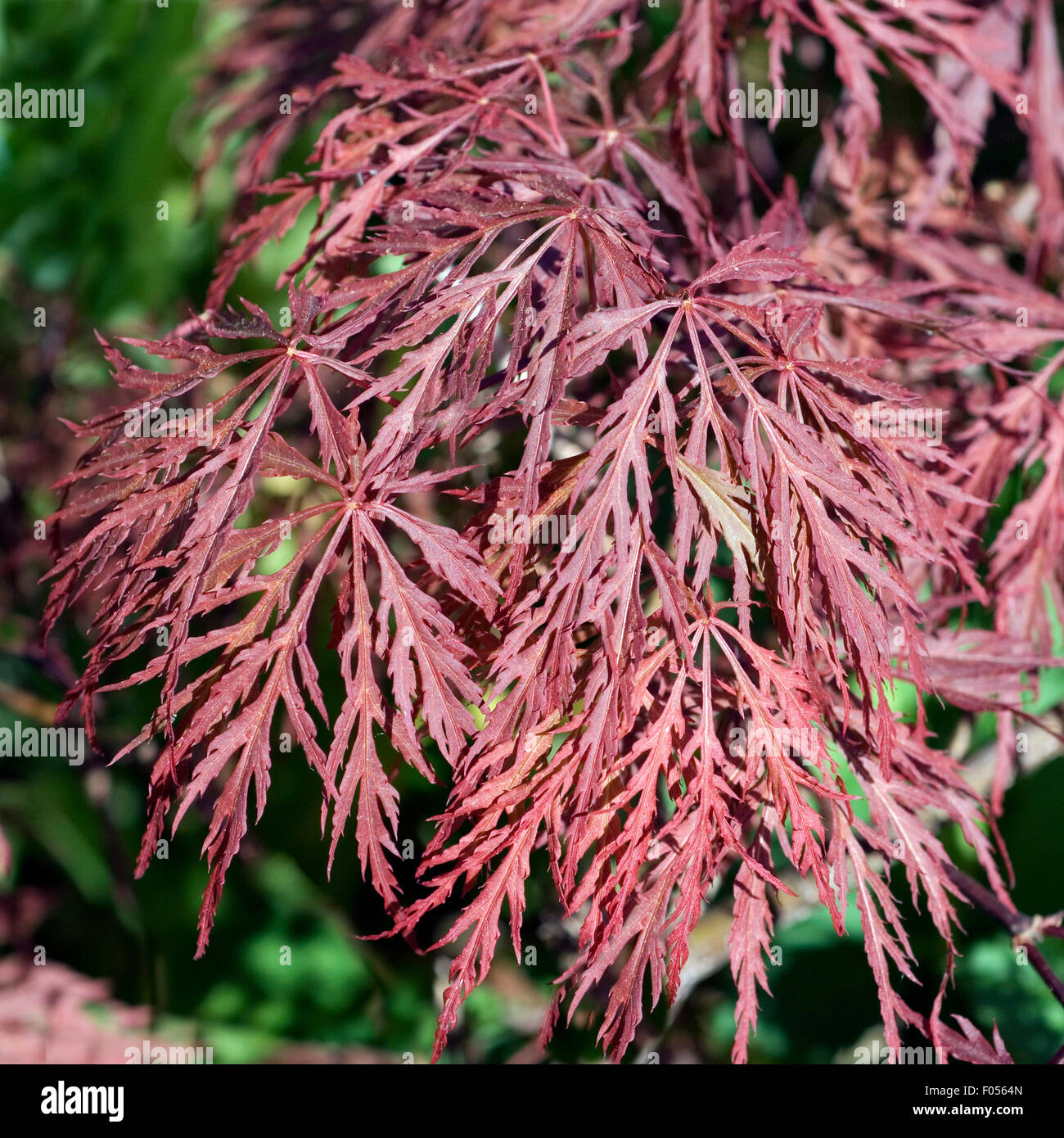 Bonsai Japanischer Fächerahorn - Acer Palm. Atropu Produktbild-Vorschau 3