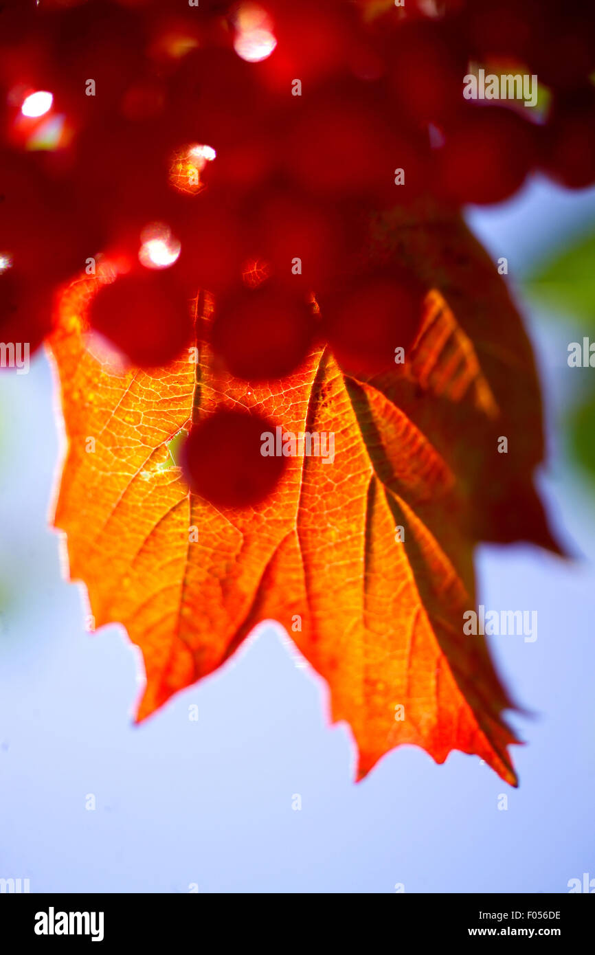 Red berries and golden leaves / Autumn Stock Photo