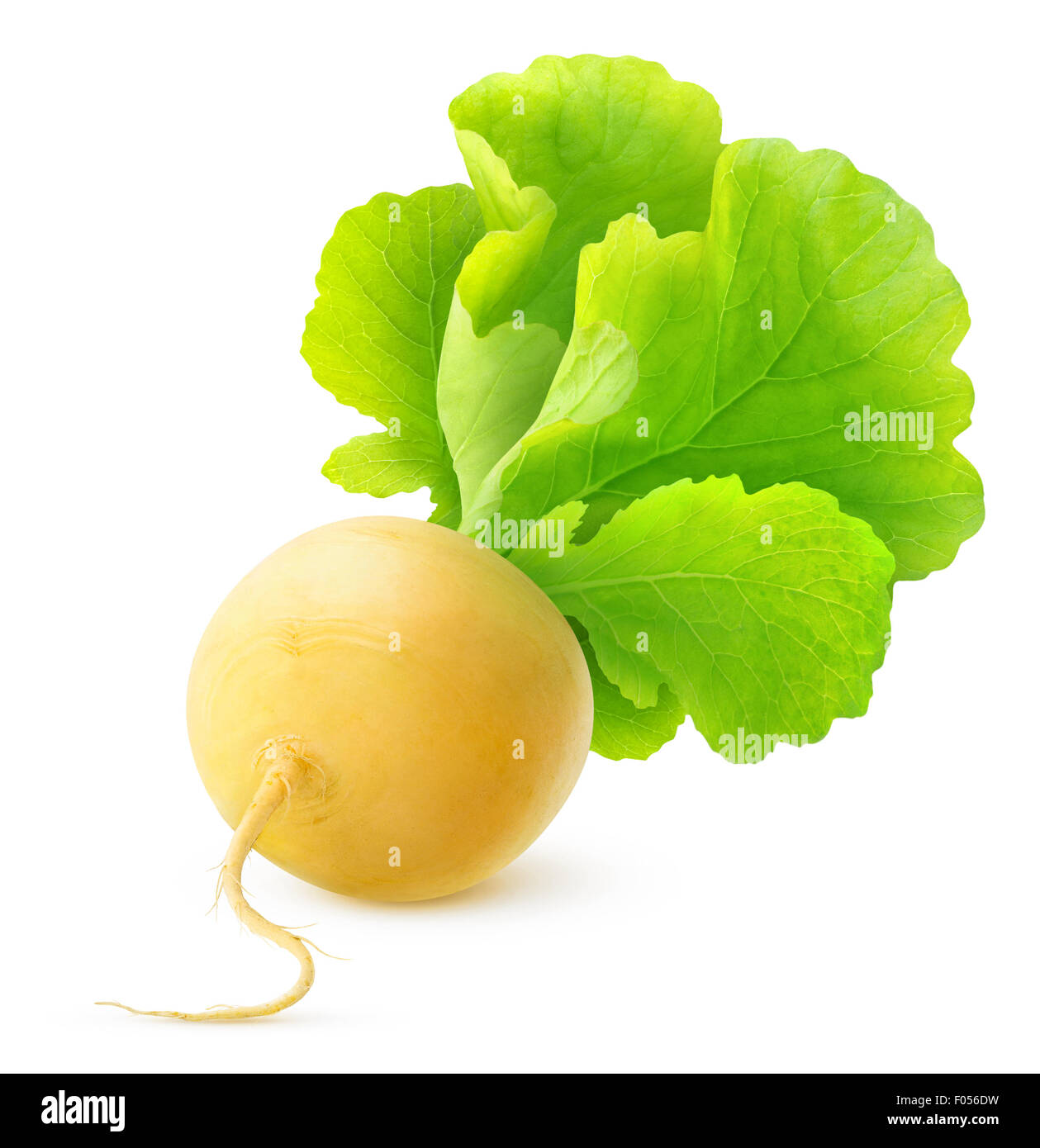 Yellow turnip isolated over white Stock Photo