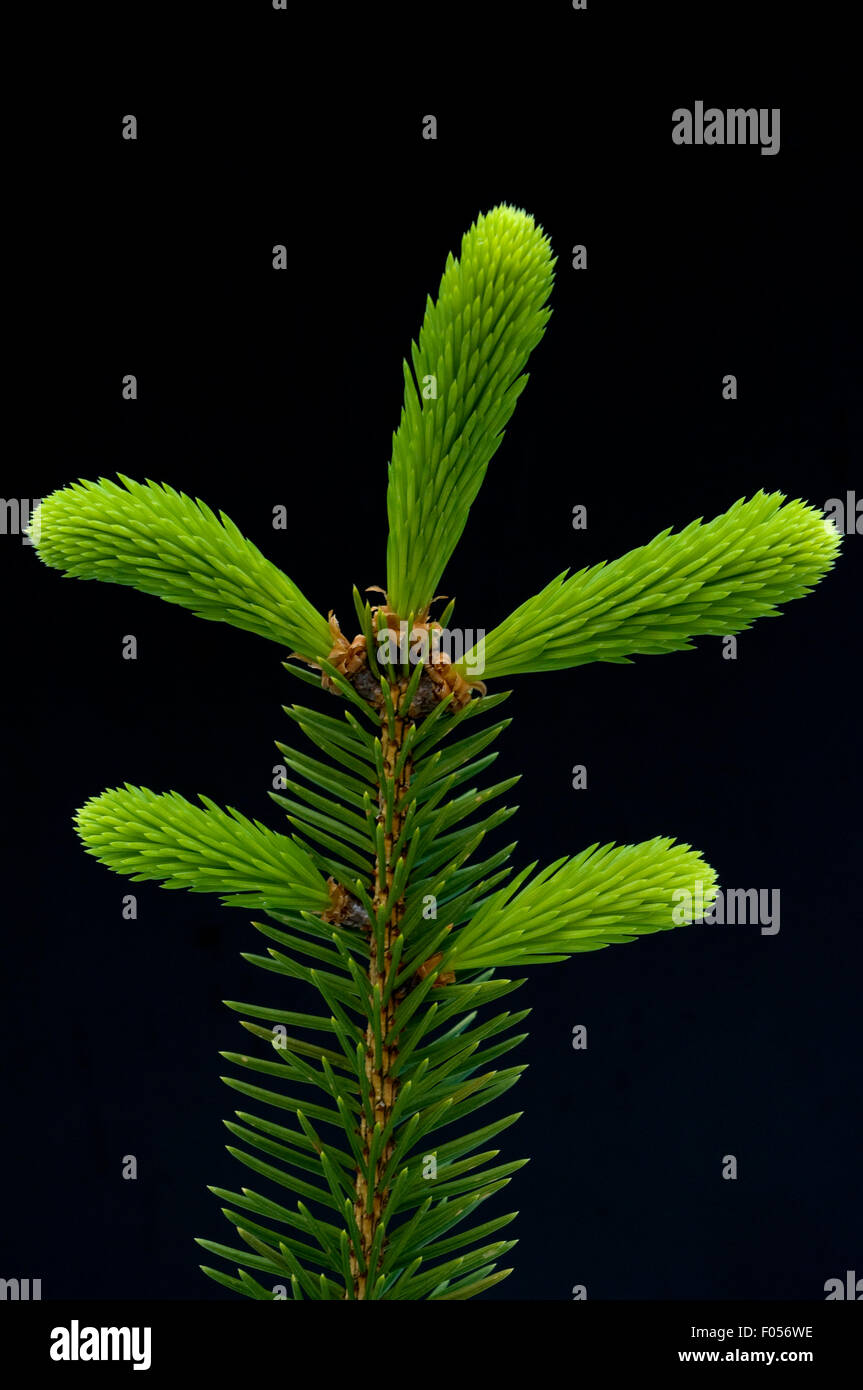 Fichtenast hi-res stock photography and images - Alamy