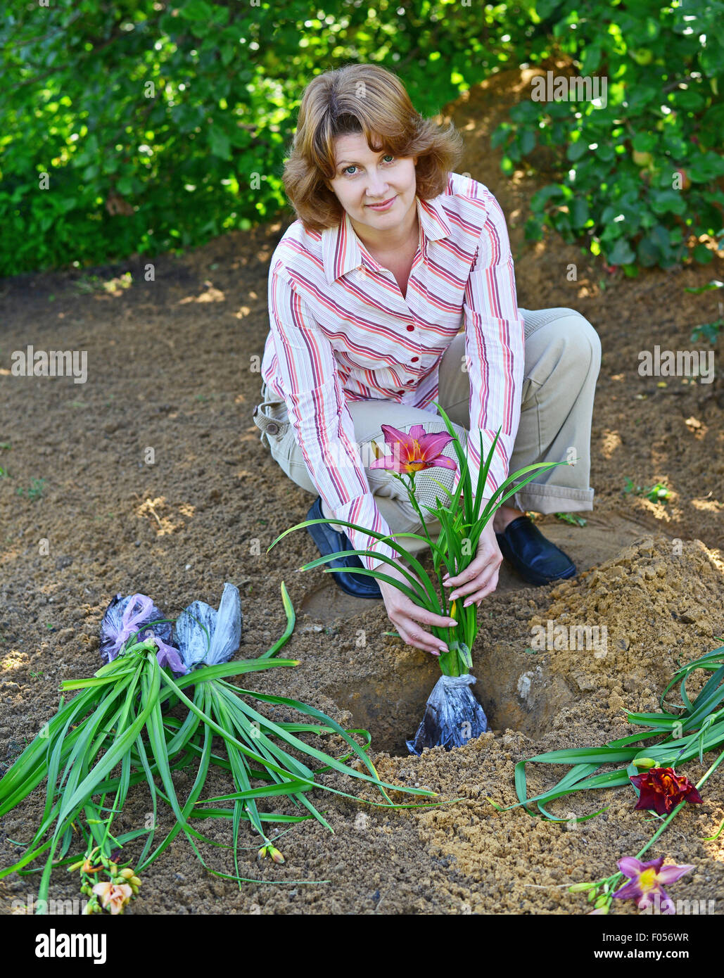 A Woman planting flowers in the garden Stock Photo - Alamy