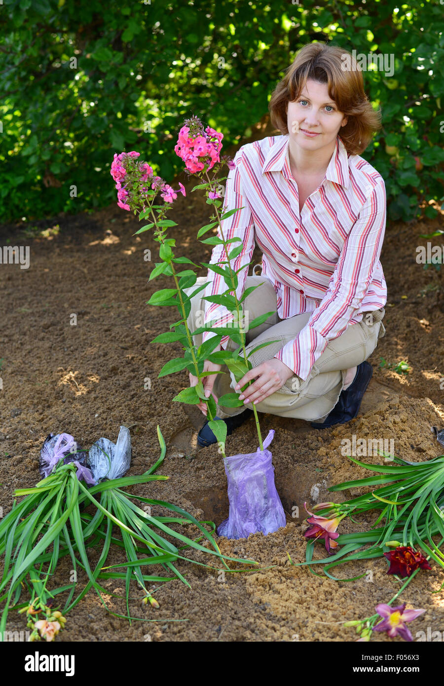 A Woman planting flowers in the garden Stock Photo - Alamy