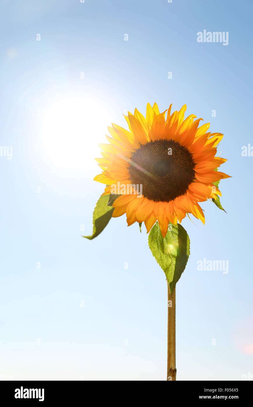 A single sunflower , helianthus, head shot against the early morning sun Stock Photo