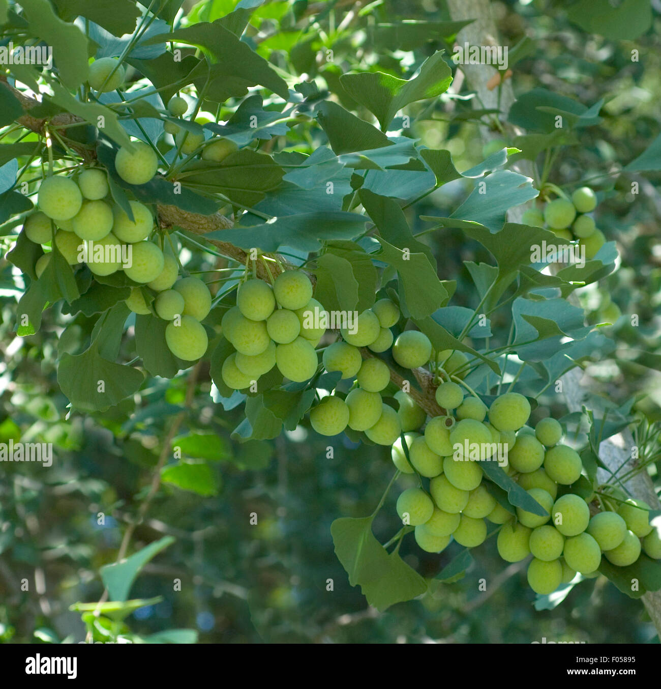 Ginkgo-Samen, Reife, Samen, - DEU, Deutschland, Stock Photo