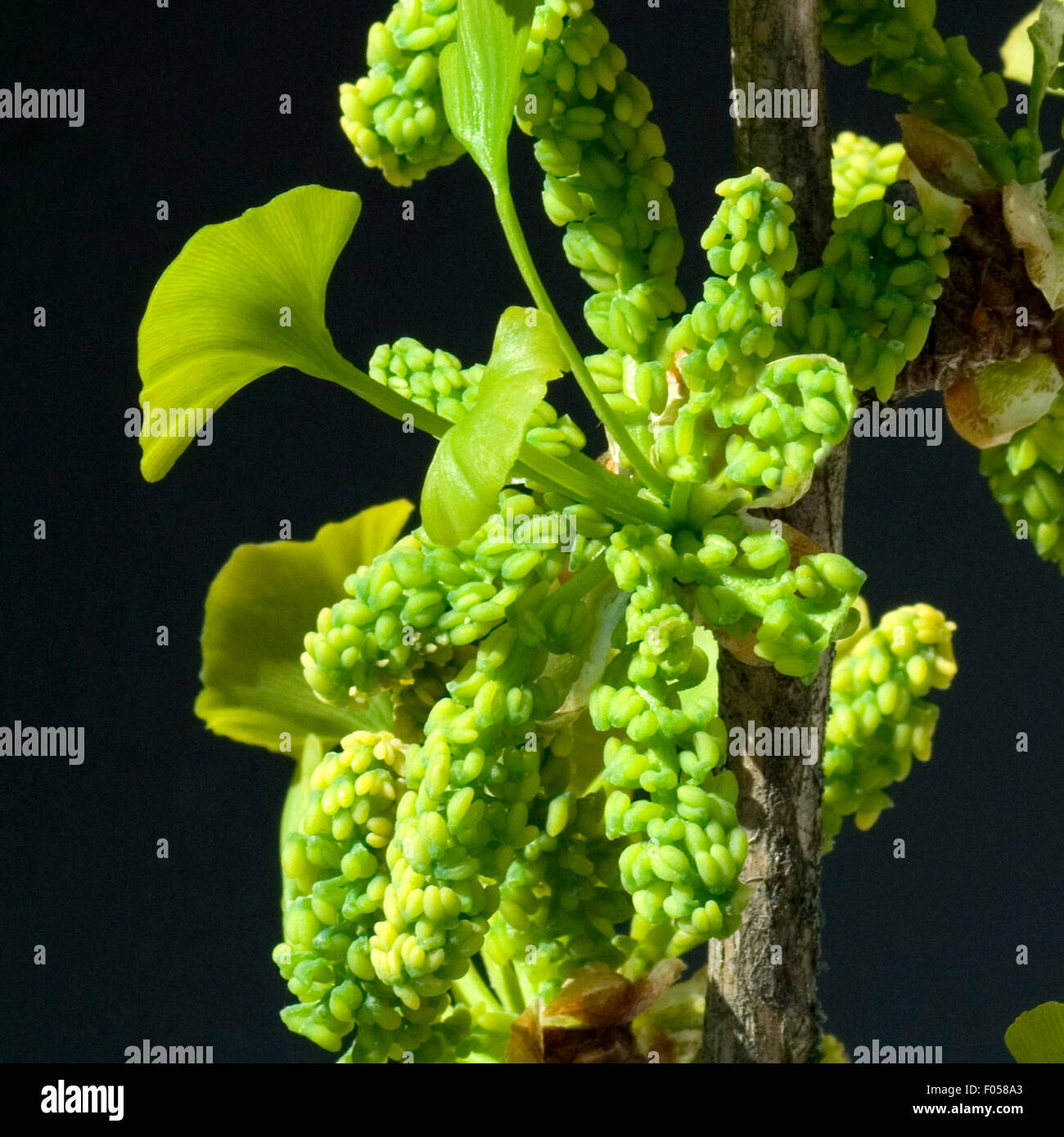 Ginkgobaumbluete, Ginkgo biloba, maennliche, Ginkgobluete Stock Photo