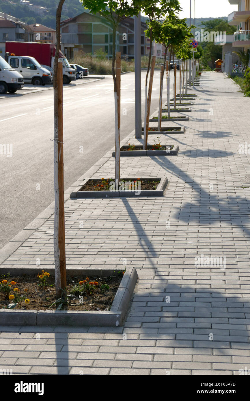 New Sidewalk planted with young trees. Stock Photo