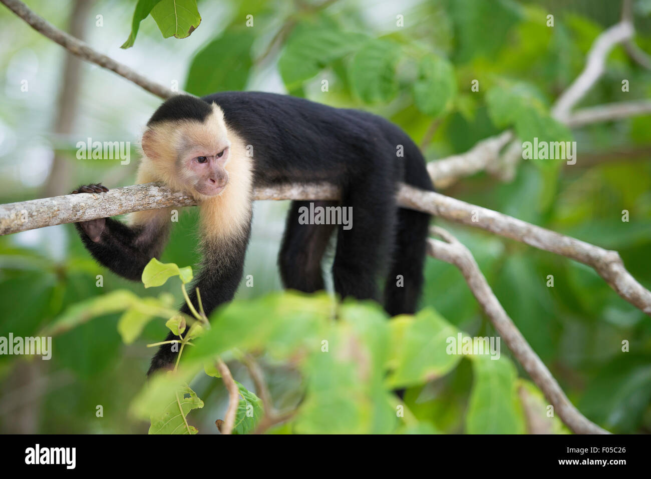 Gracile Capuchin Monkey in a costa Rica tropical forest lying on a tree branch, horizontal image. Stock Photo