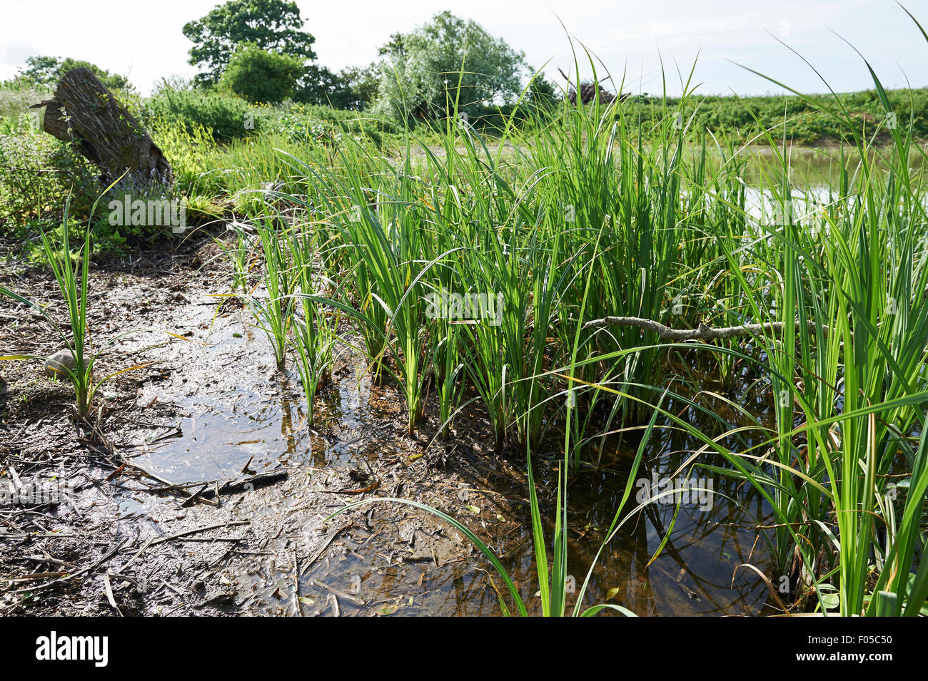 Conservation Habitat Pond on Agricultural Land with established reeds. Stock Photo