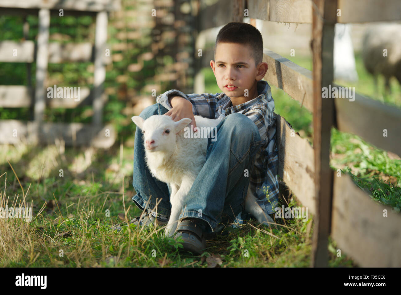 boy with lamb on the farm Stock Photo - Alamy