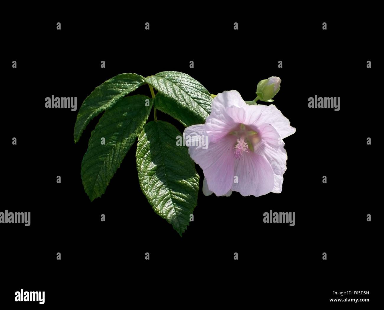 Pink rose mallow flower and buds in expressive pose isolated on black. Stock Photo